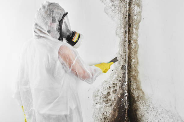 Best Commercial Mold Removal  in Lewisburg, WV