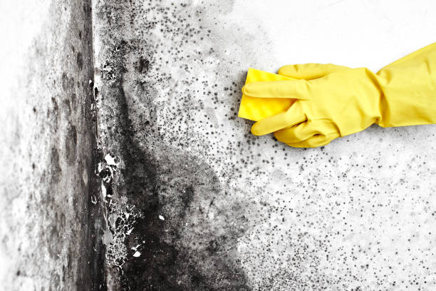 Best Best Mold Removal Companies  in Lewisburg, WV