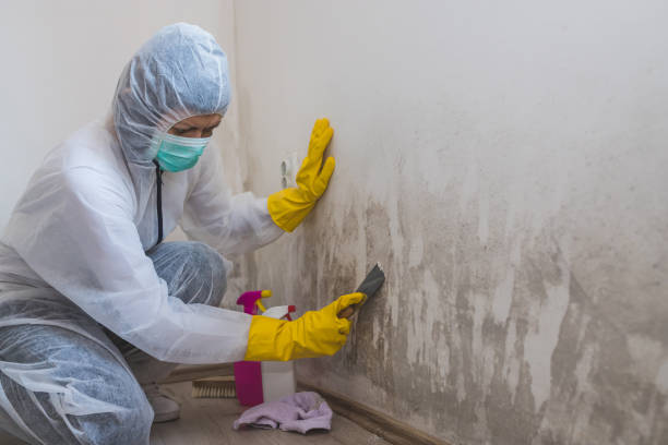  Lewisburg, WV Mold Removal Pros