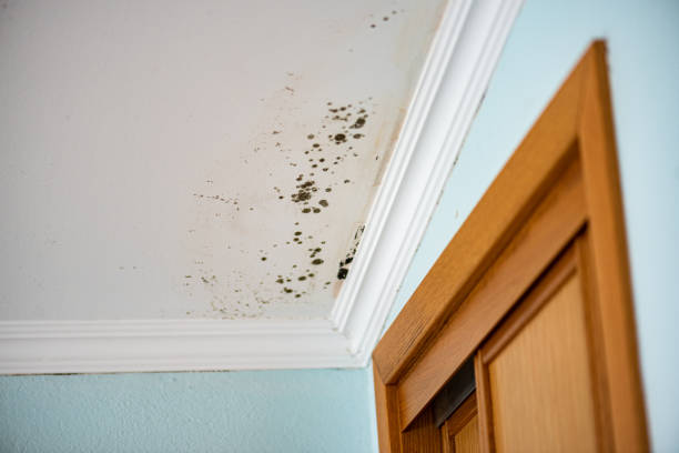 Best Mold Removal Specialists  in Lewisburg, WV