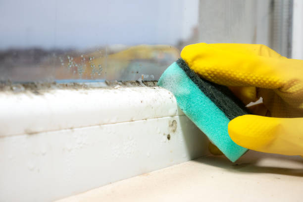 Best Mold Remediation  in Lewisburg, WV