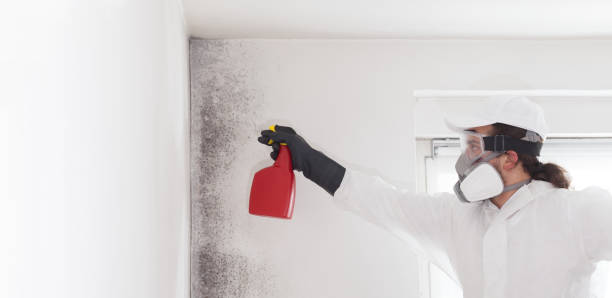 Office Mold Removal Services in Lewisburg, WV