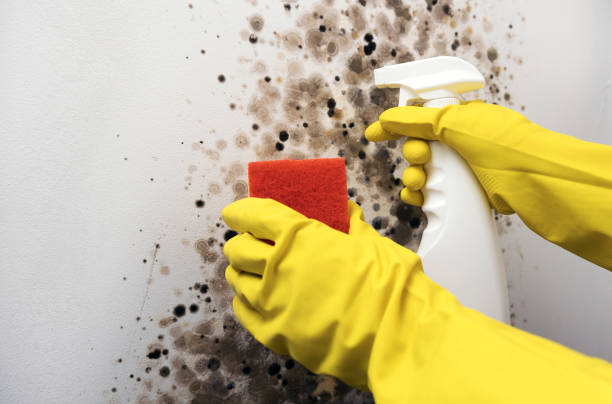 Best Office Mold Removal Services  in Lewisburg, WV