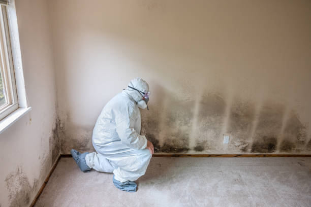 Best Fast Mold Removal  in Lewisburg, WV
