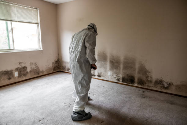 Best Home Mold Removal  in Lewisburg, WV