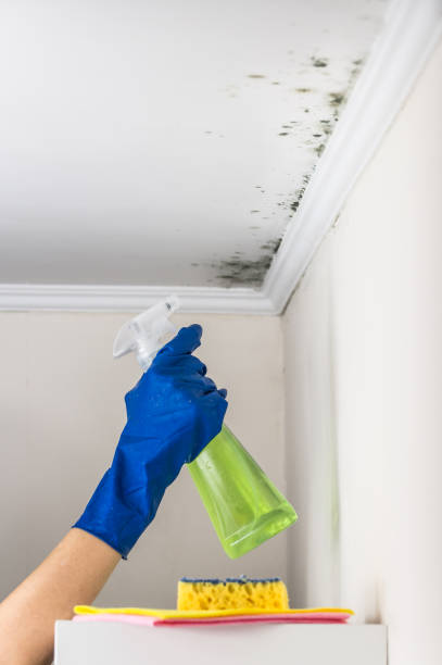 Reliable Lewisburg, WV Mold Removal Solutions