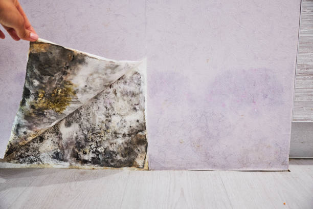 Best Same-Day Mold Removal  in Lewisburg, WV